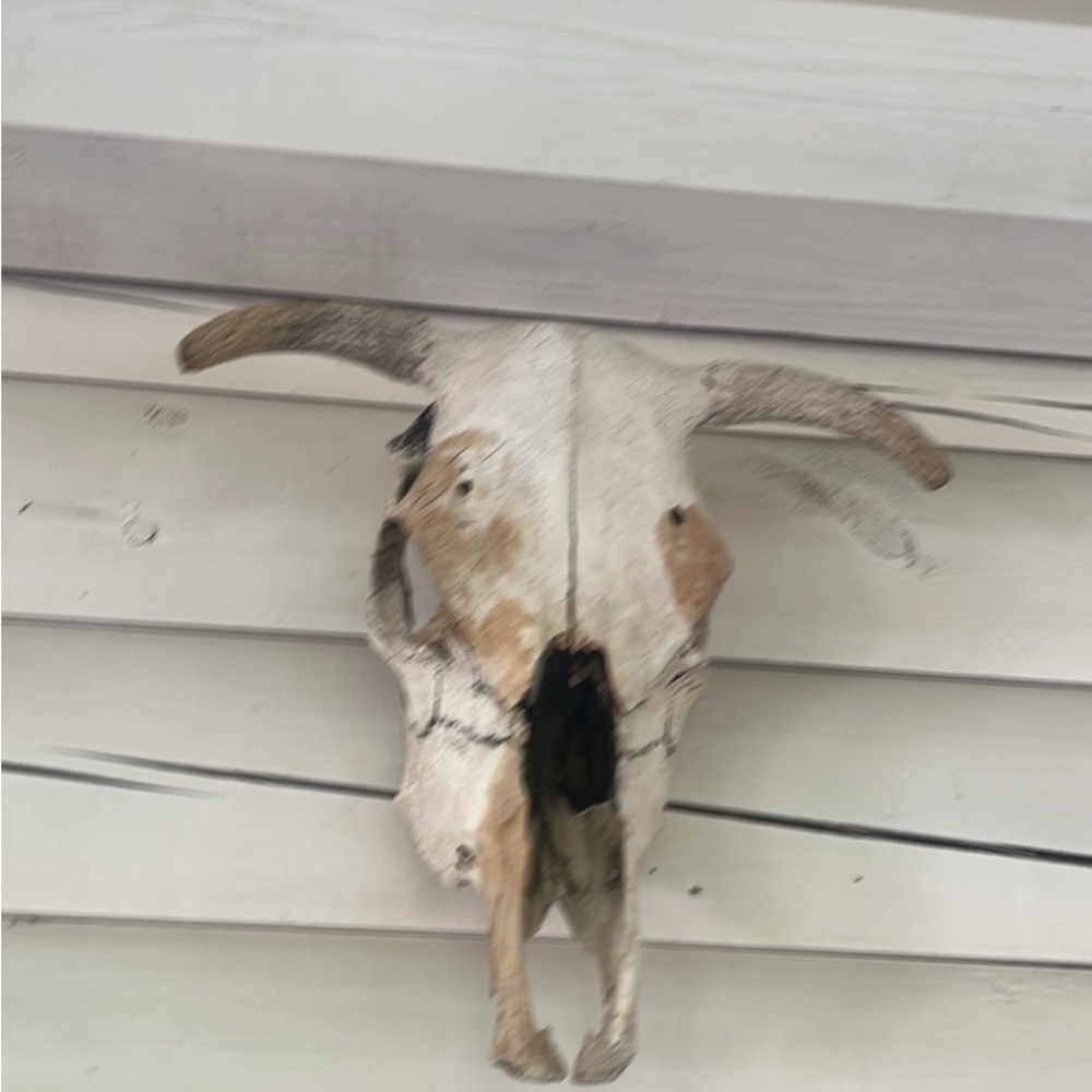 Rustic Animal Skull Wall Decor